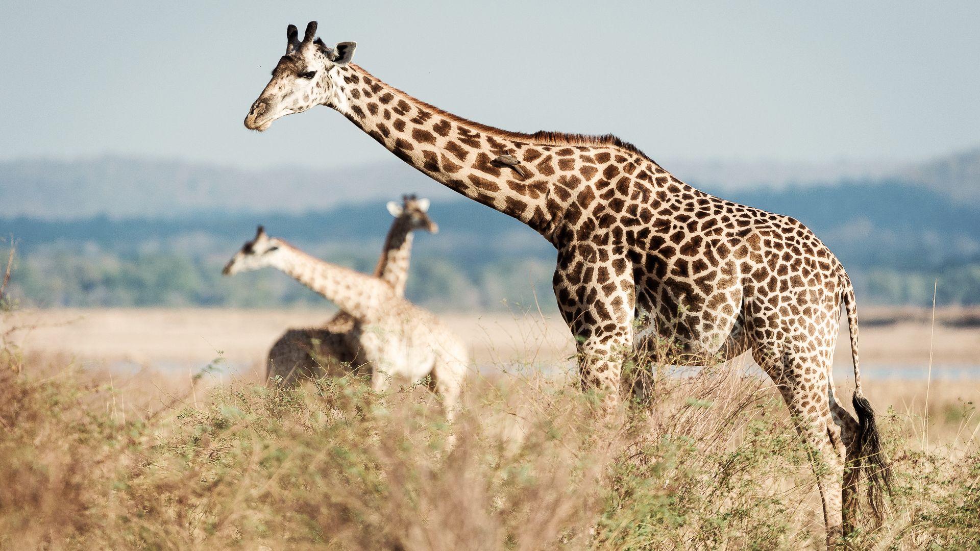 Giraffen im South Luangwa mit Madenhacker-Vogel am Hals