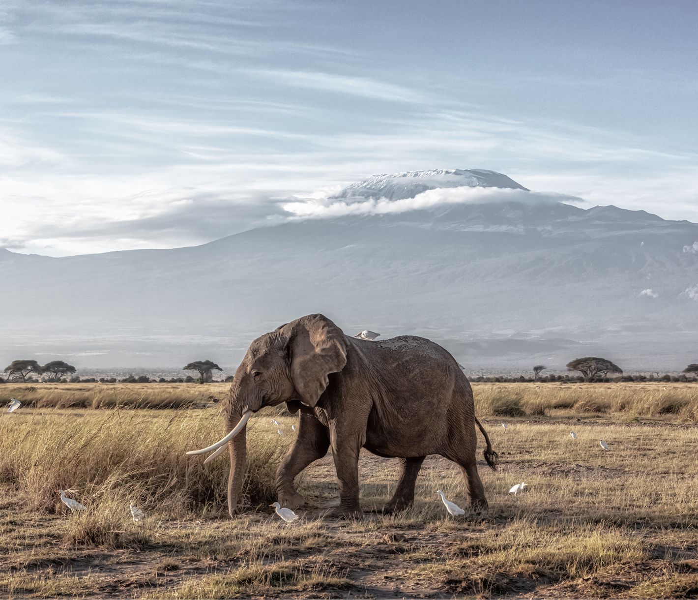 D’immenses marécages créent au coeur du parc Amboseli de véritables oasis de vie