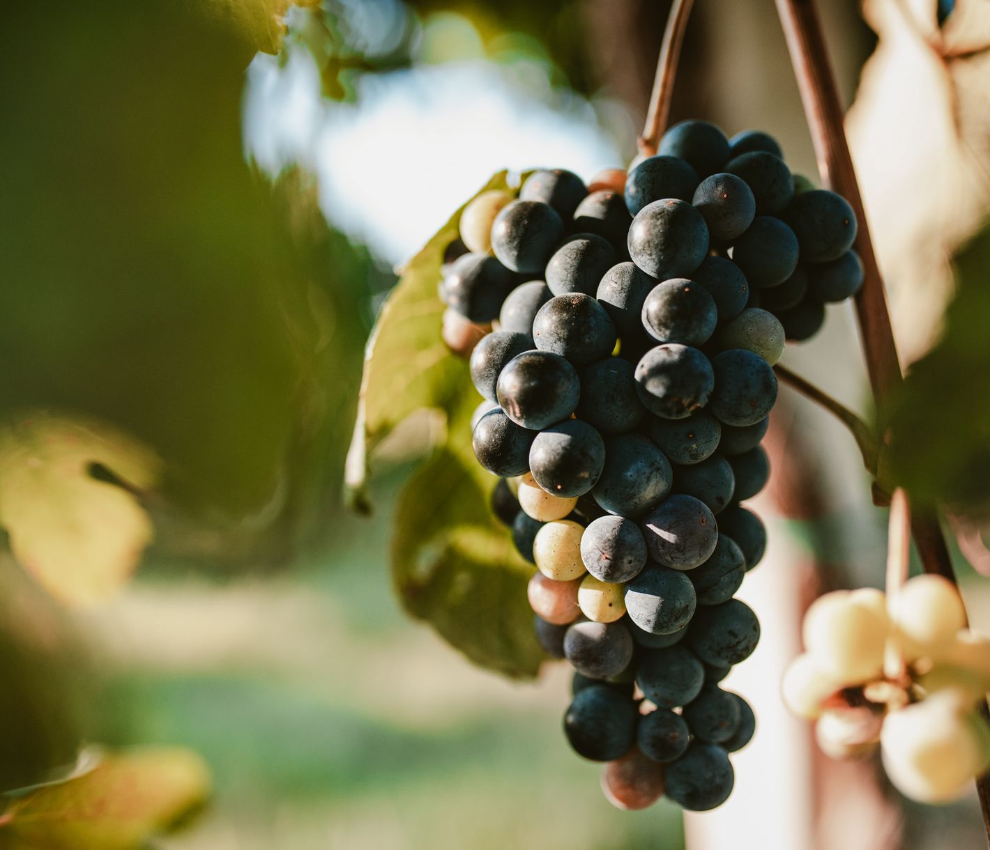 Balsamico-Produktion