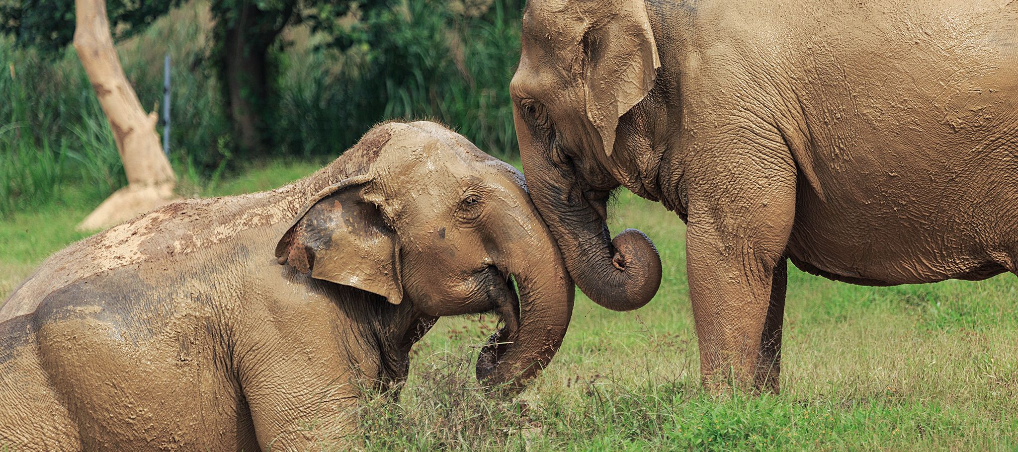Elefanten im Elephant Hills Camp beim genüsslichen Bad im Schlamm