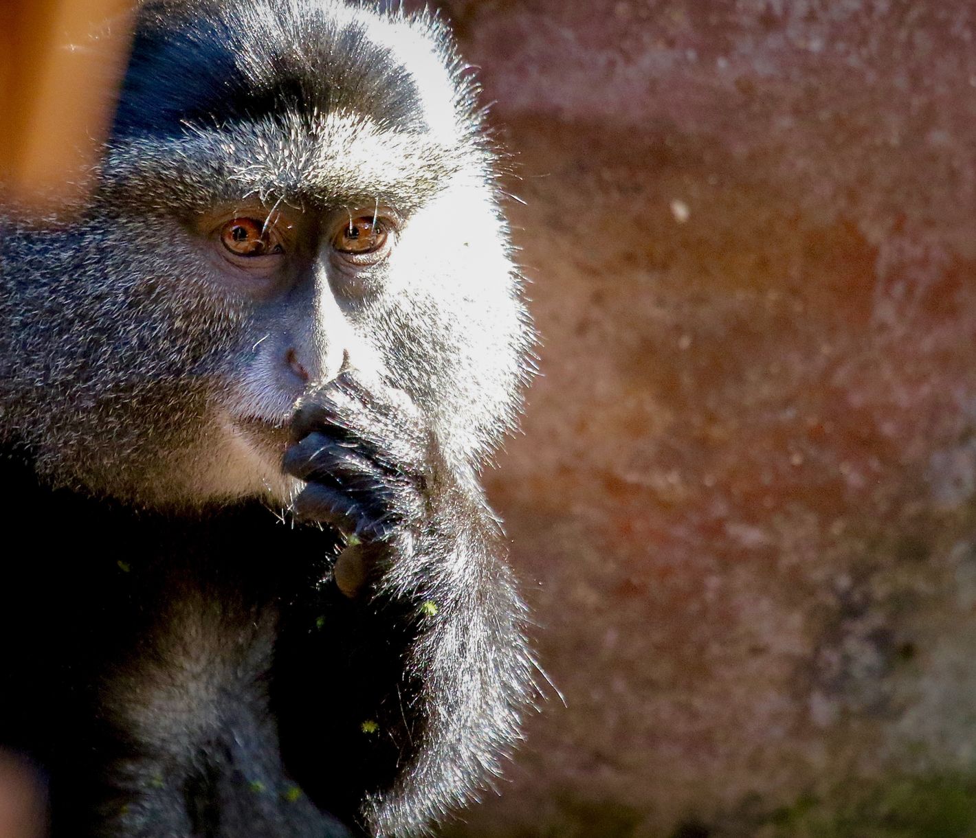 Diademmeerkatze im Grenzgebiet von Uganda und Ruanda