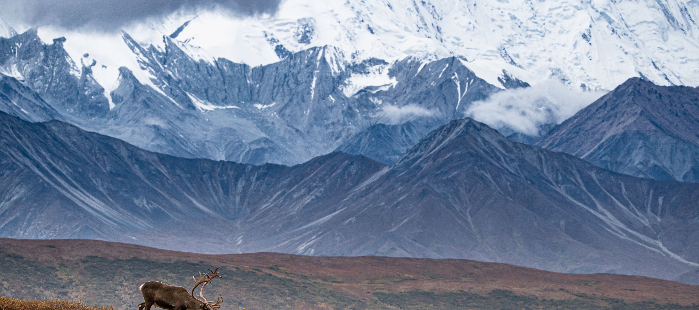 Wo Wildtiere auf majestätisches Gebirge treffen