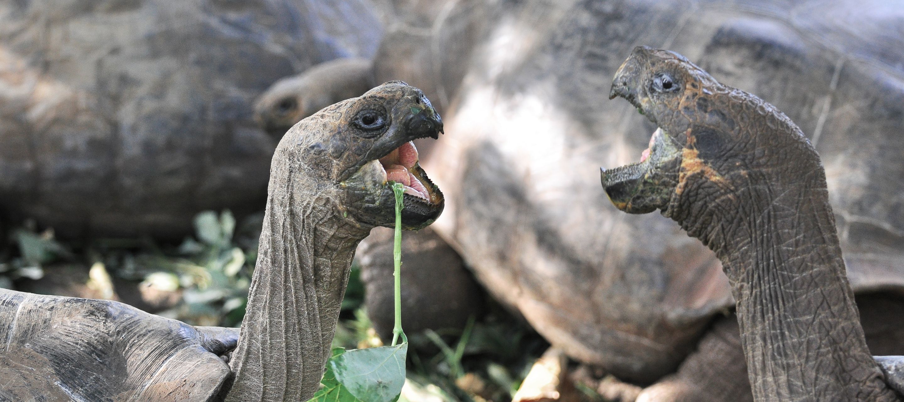 Wesen aus der Urzeit