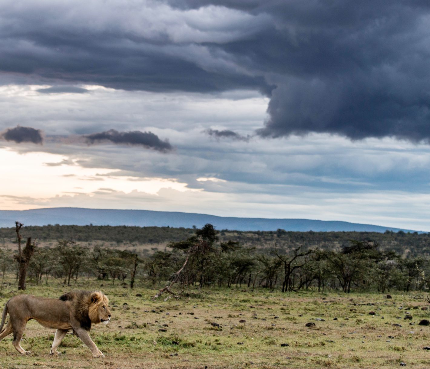 Dieser Löwe trottet in der Naboisho Conservancy einem Sturm entgegen.