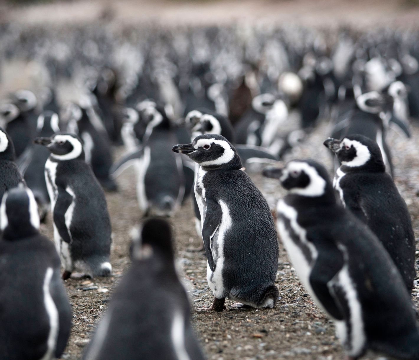 Une rencontre émouvante avec les manchots de l'Estancia Harberton