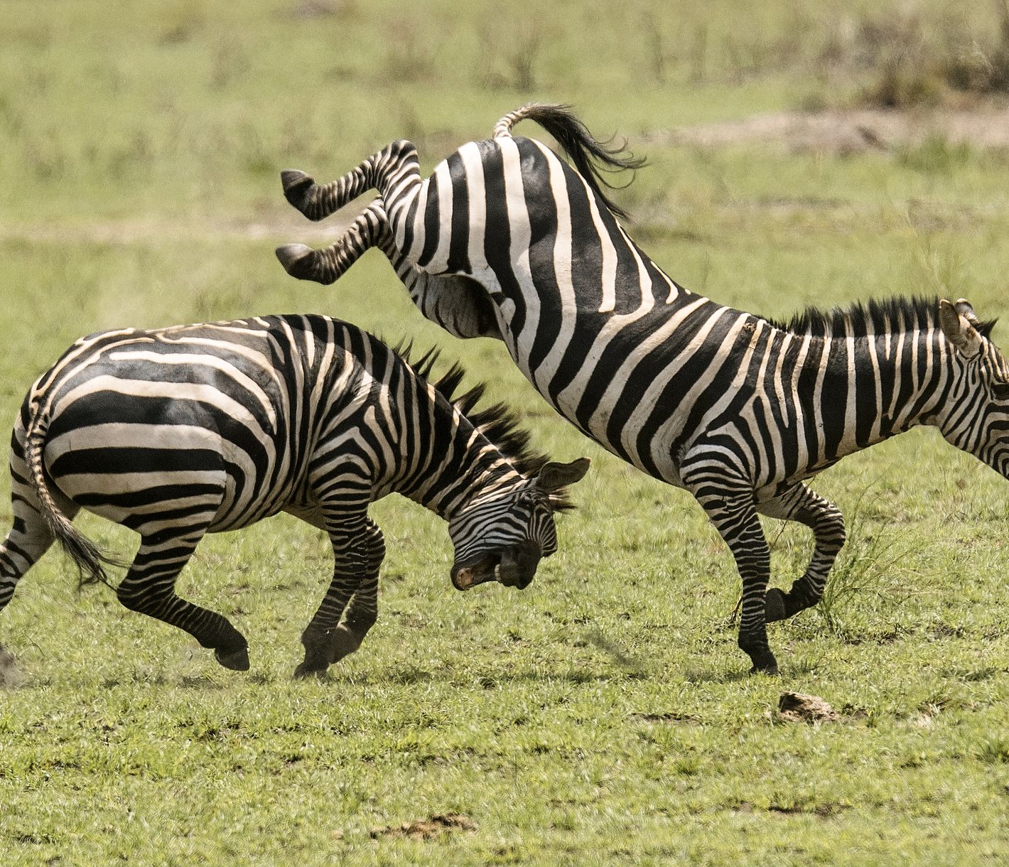 Zèbres dans les plaines du Parc National de l'Akagera au Rwanda