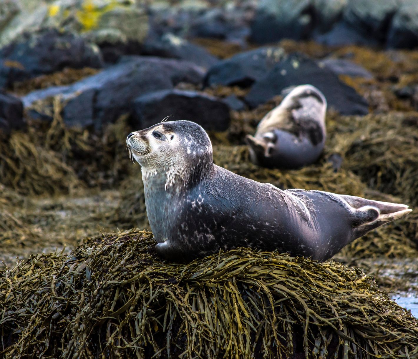 Robben auf Island beobachten