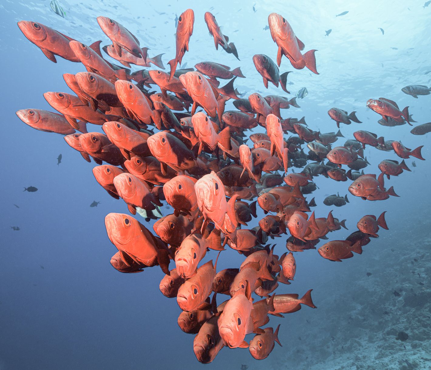 Ein Schwarm von Grossschwanz-Grossaugen zieht durch das tiefblaue Wasser.