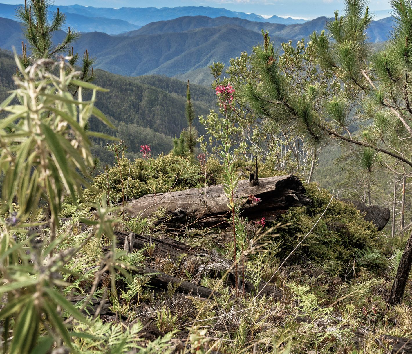 Karibische Höhen erklimmen