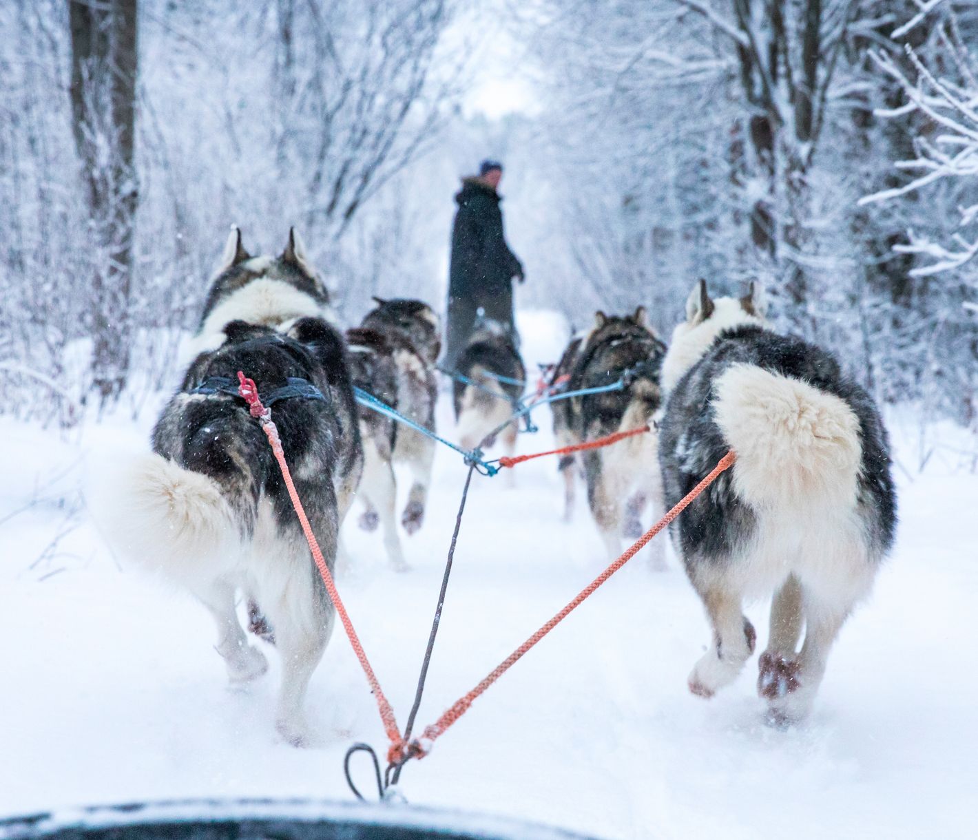 Begleitet von einem waschechten Musher!