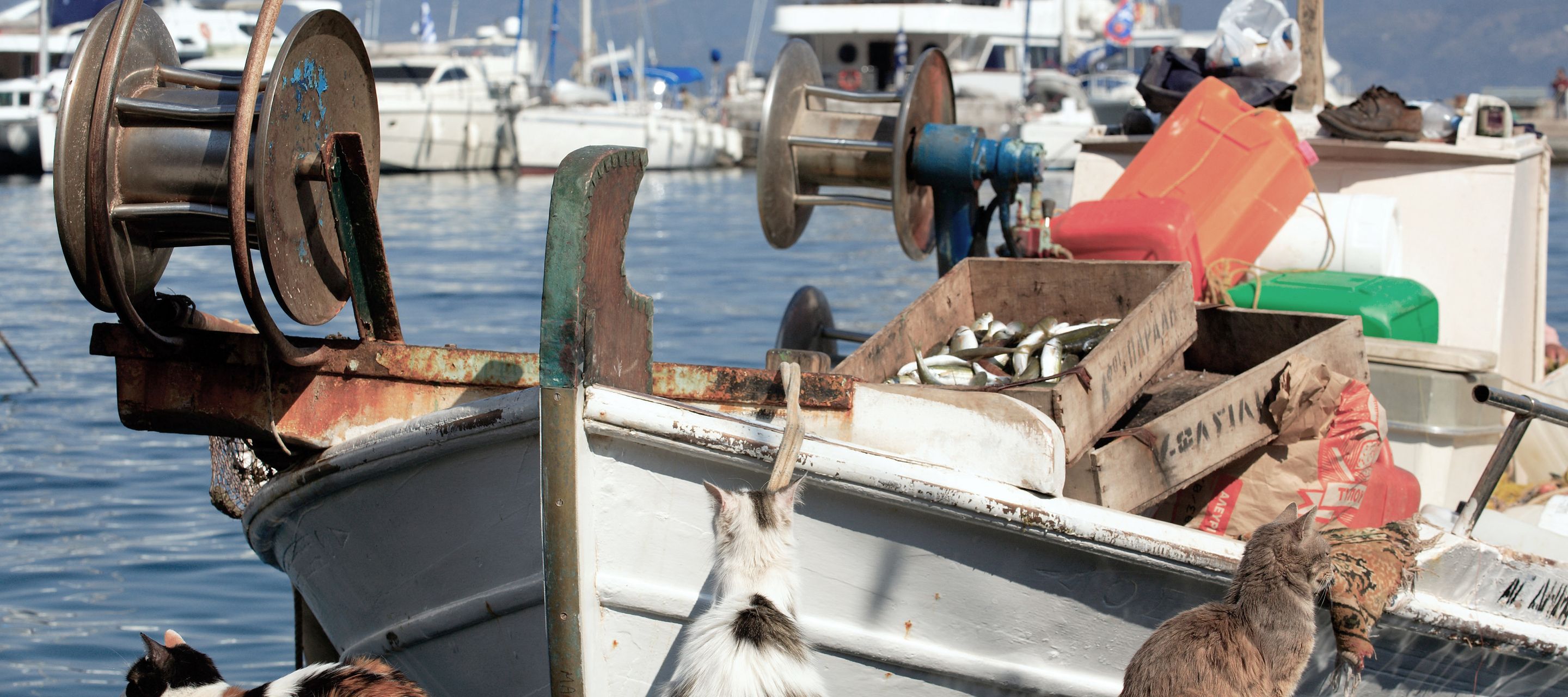 Die Katzen bewachen den frischen Fang.