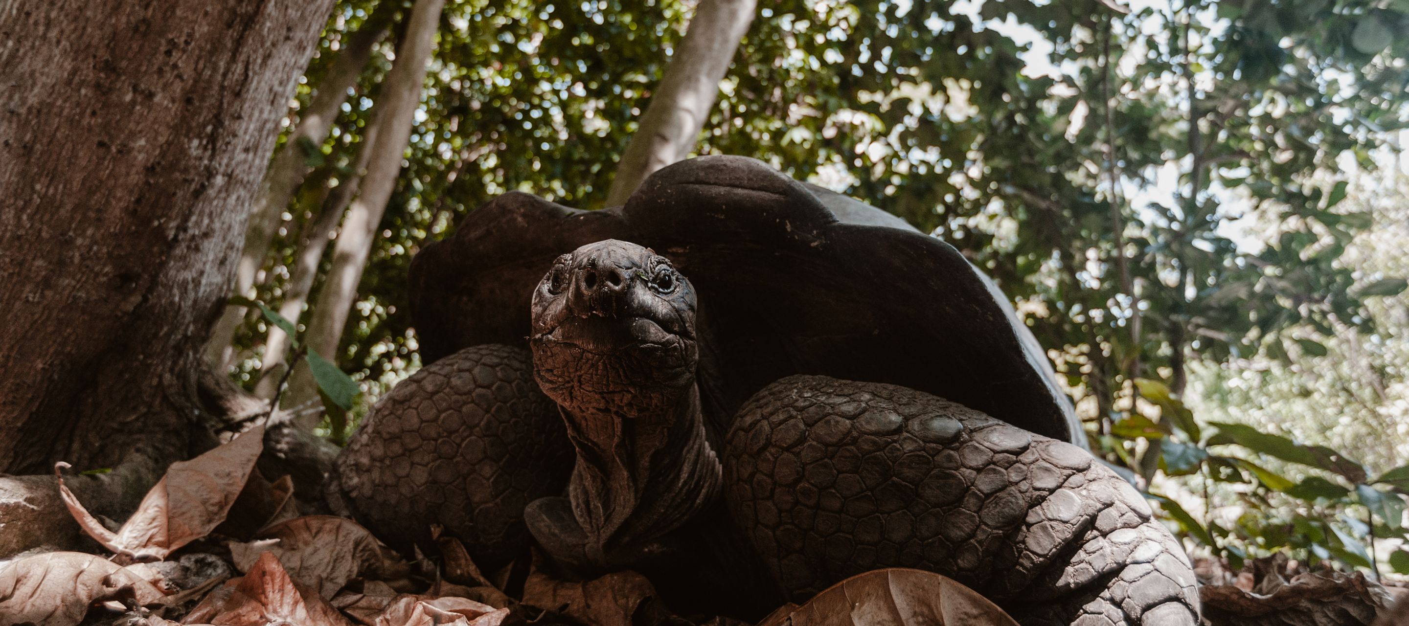 Eine Aldabra-Riesenschildkröte unterwegs auf Frégate Island