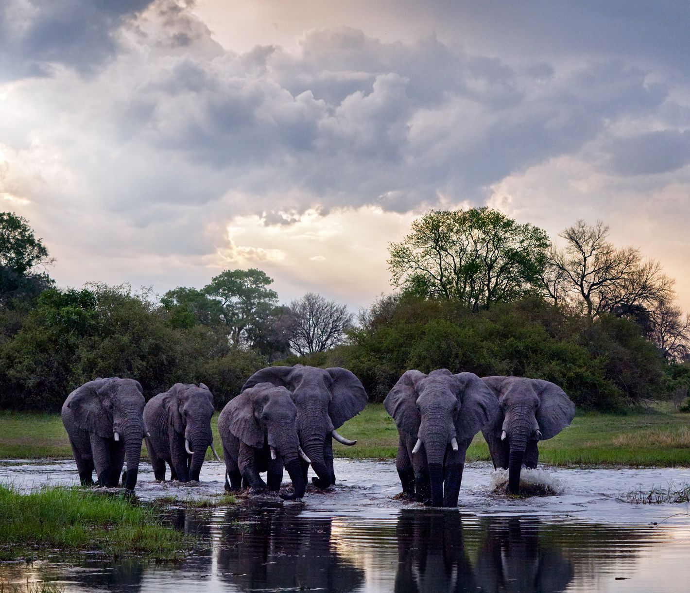 Khwai-Fluss mit Elefantenherde