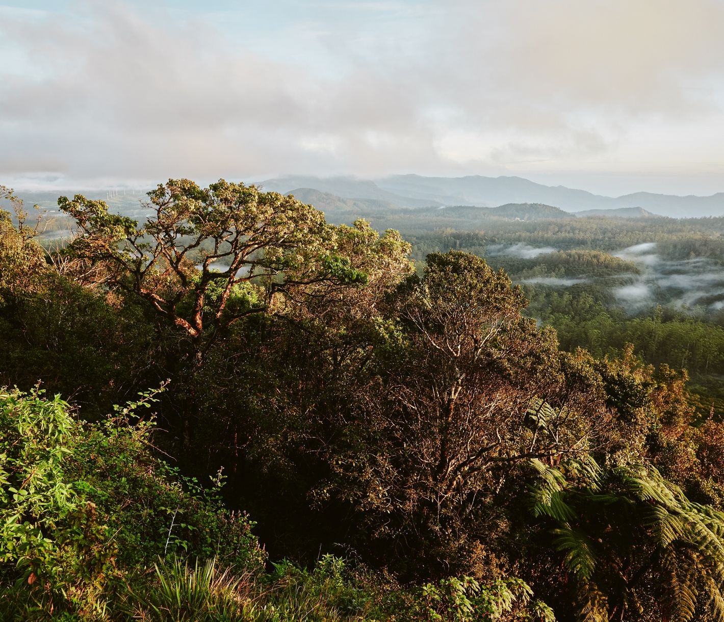 Sonnenaufgang über den Horton Plains