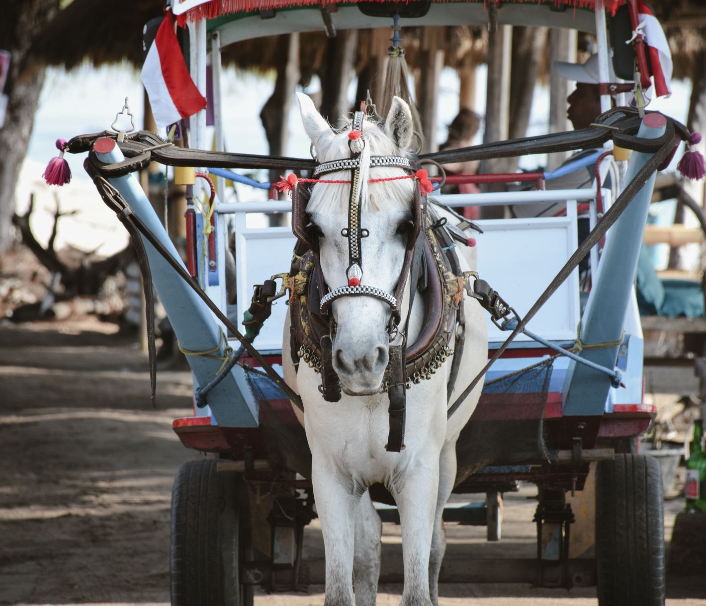 Fahrrad oder Pferdekutsche