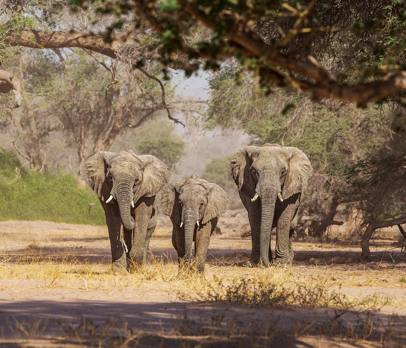 Wüstenelefanten im Damaraland