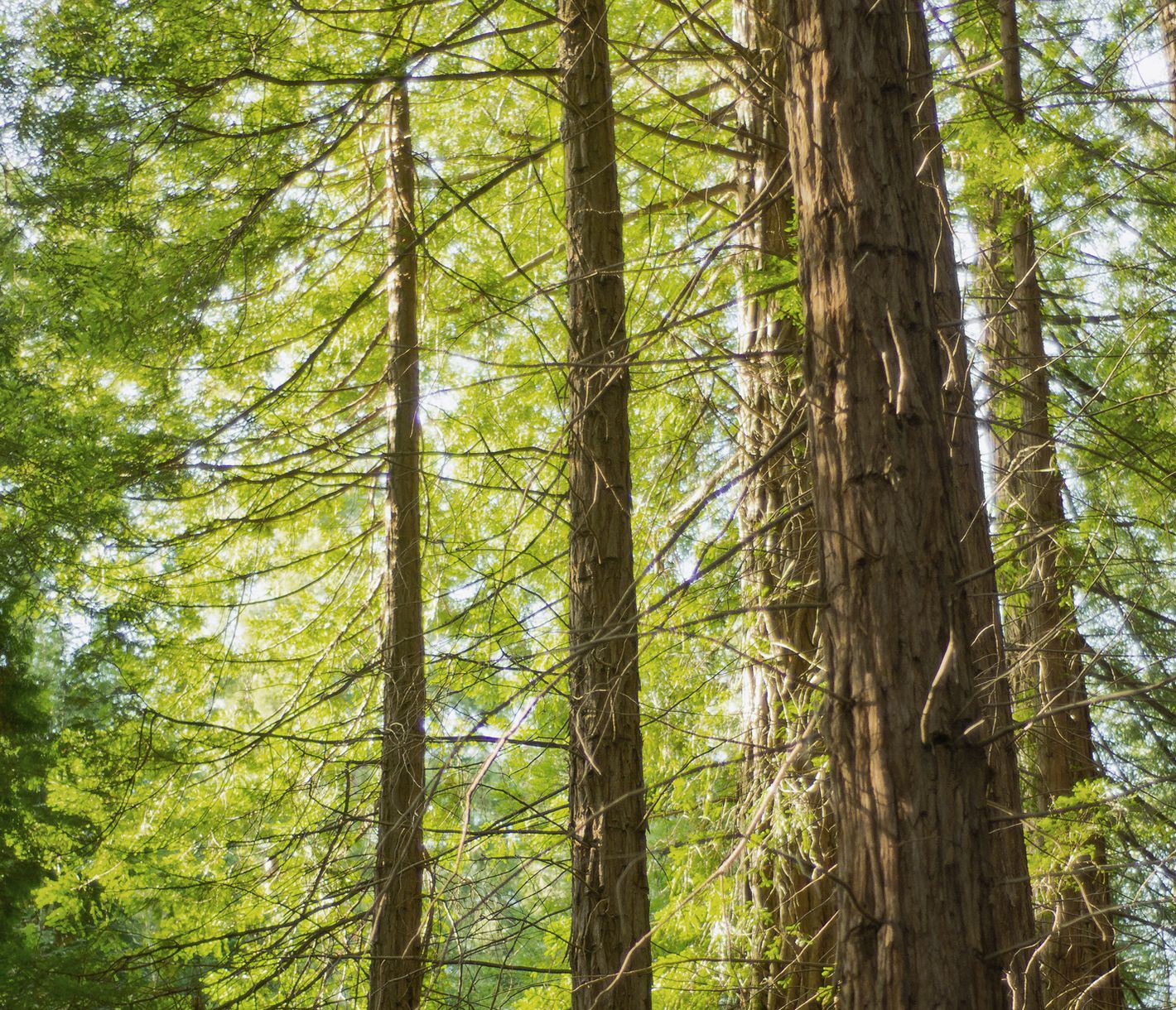 Die am südlichsten gelegenen Küstenmammutbäume findet man in Big Sur.