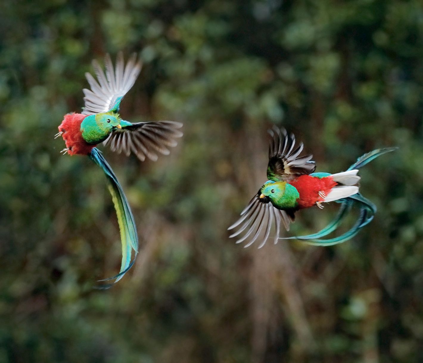 Tanz der Göttervögel