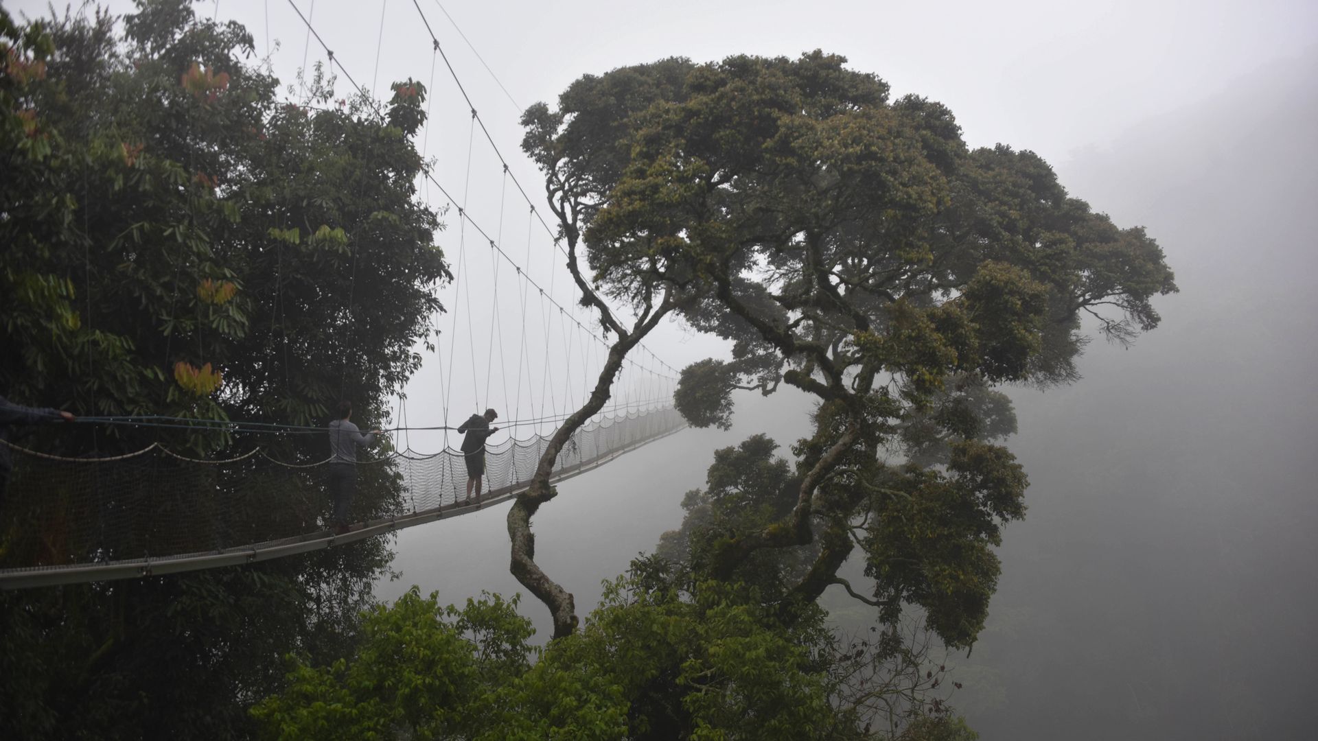 Au niveau des yeux avec la cime des arbres dans la forêt de Nyungwe