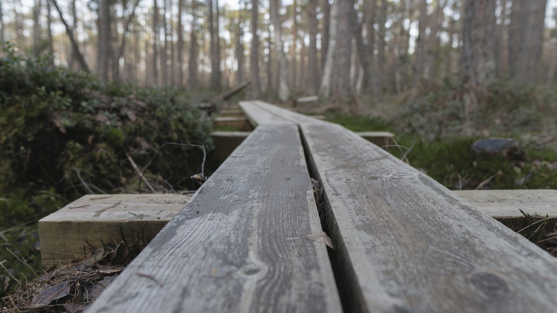 Holzpfad durch das Moor