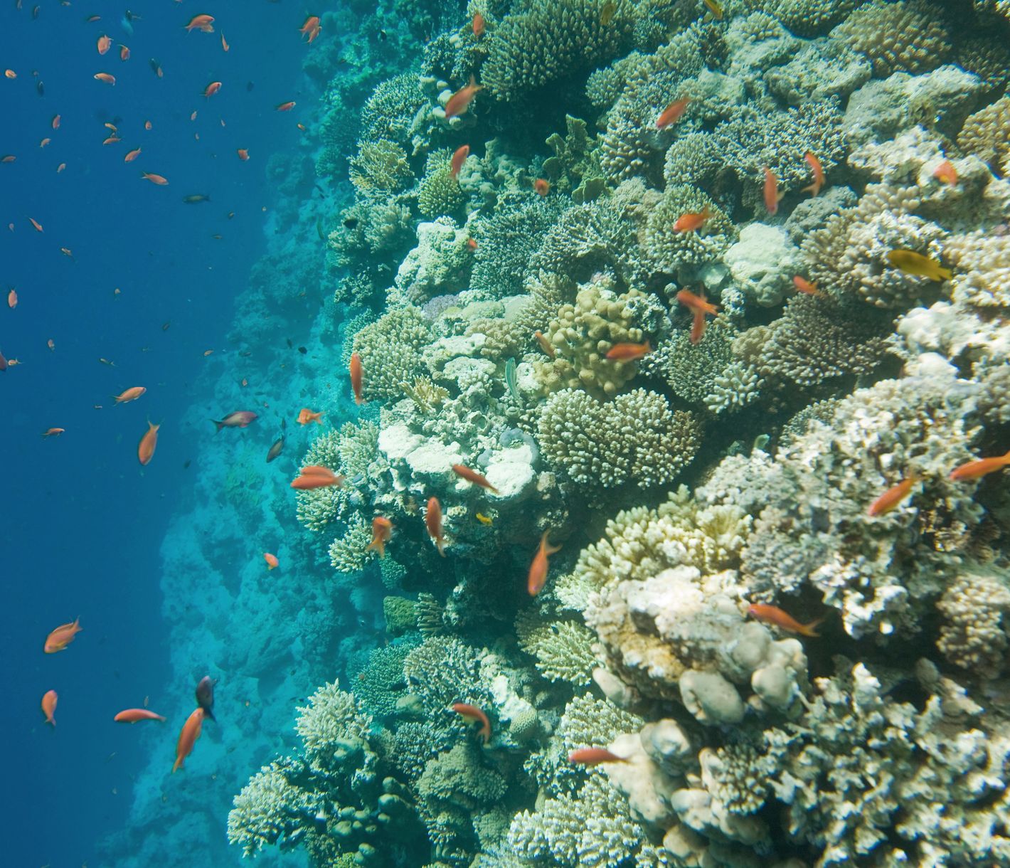 Das fischreiche Korallenriff im Blue Hole von Dahab