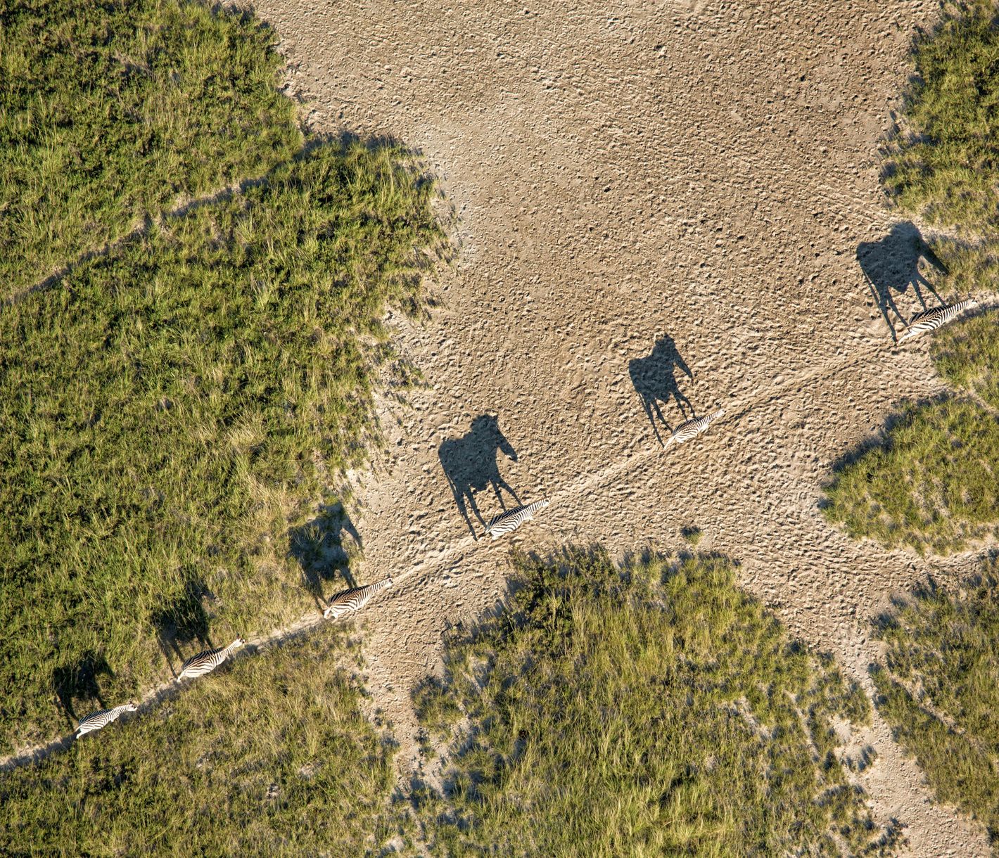 Schatten werfende Zebra-Familie aus der Luft