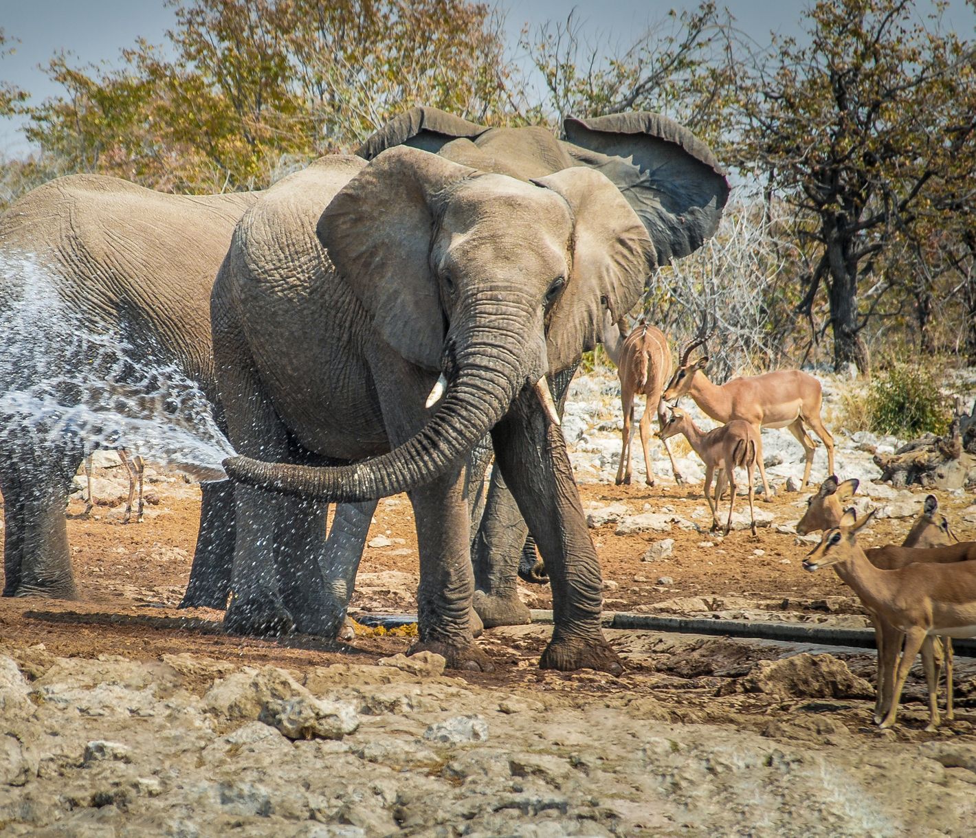 Elefanten spielen im Wasser mit ihrem Rüssel.