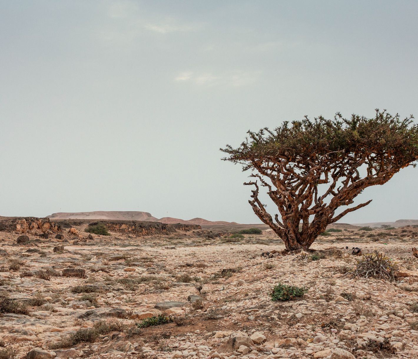 Süsslich und schwer ist der Duft des Harzes vom Weihrauchbaum.