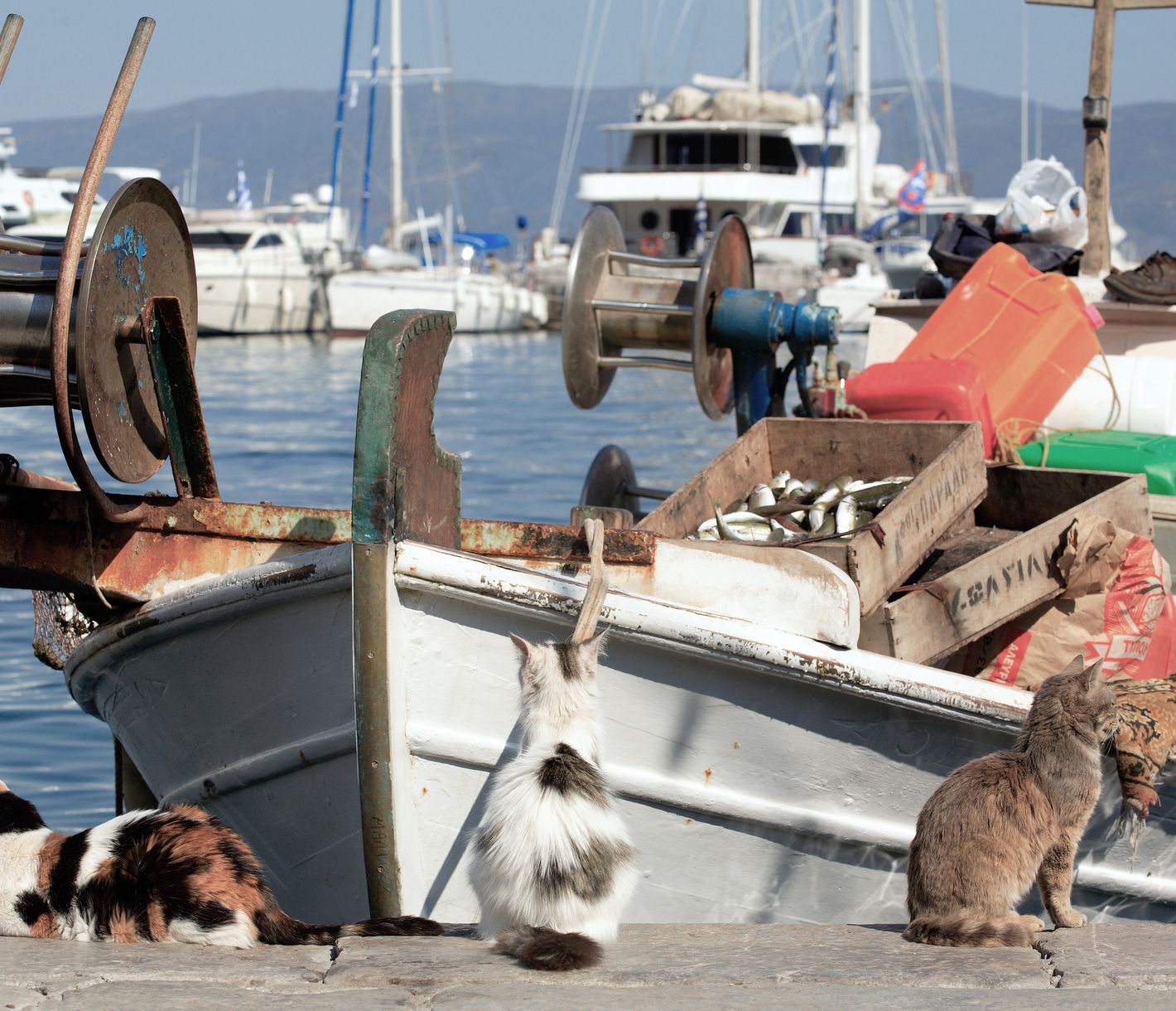 Die Katzen bewachen den frischen Fang.