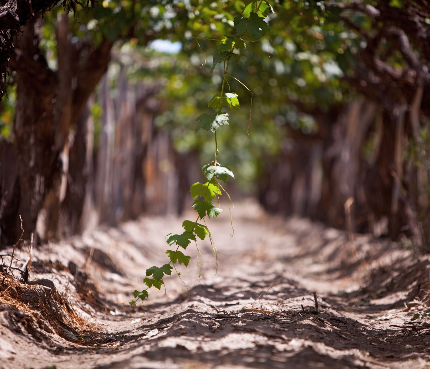 Auf ein Glas Torrontes