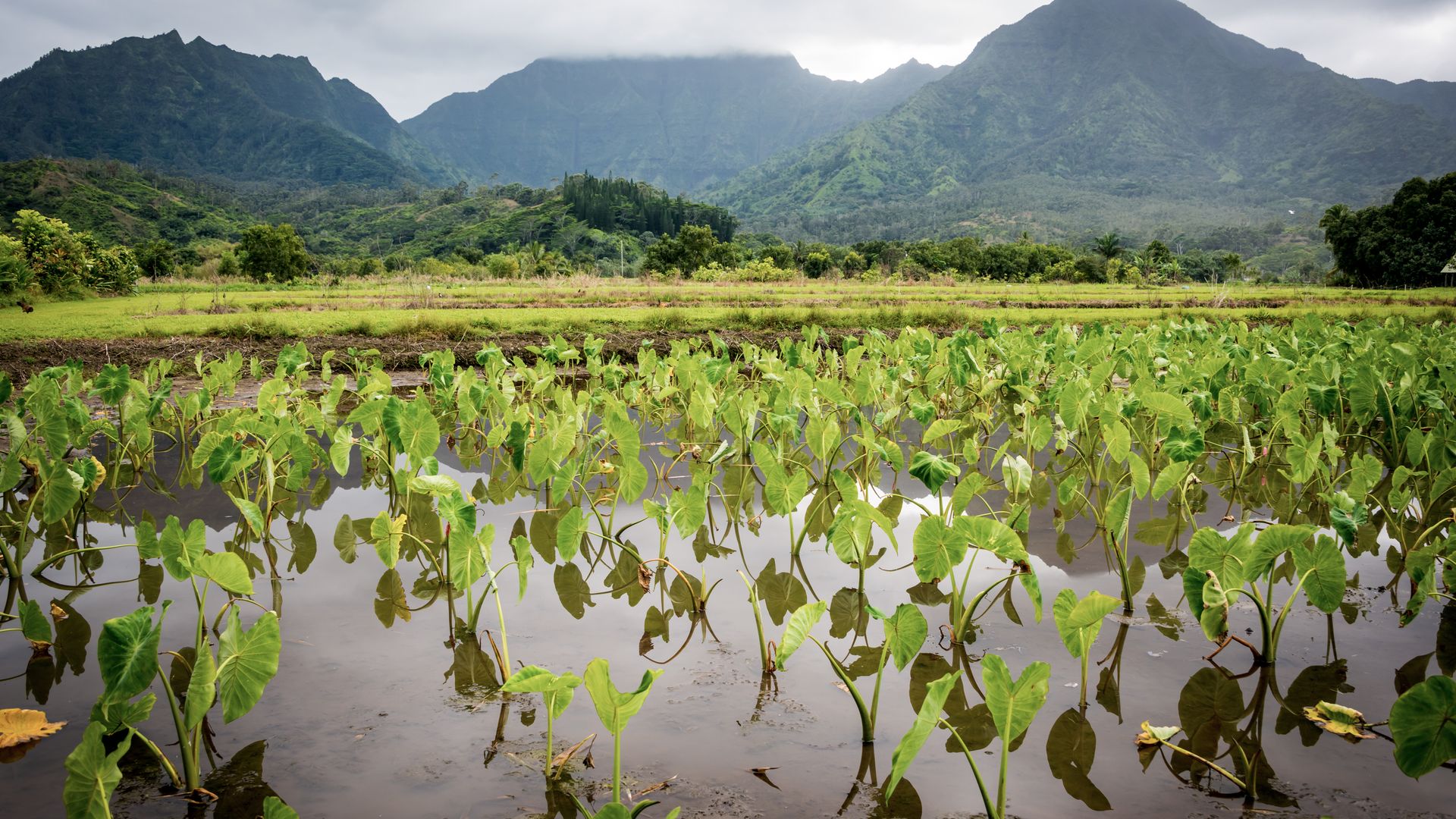 Le meilleur endroit pour voir les champs de taro se trouve au nord de Kauai.