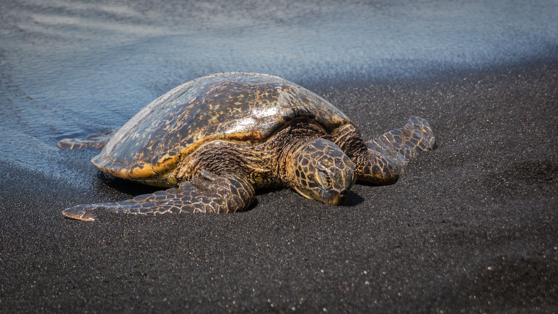 Les tortues apprécient particulièrement la plage de Punaluu.