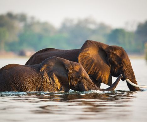 Le Lower Zambezi offre l'une des plus belles possibilités d'observation de la faune en Afrique.