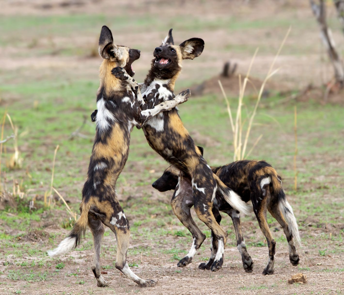 Wildhunde beim Spielen