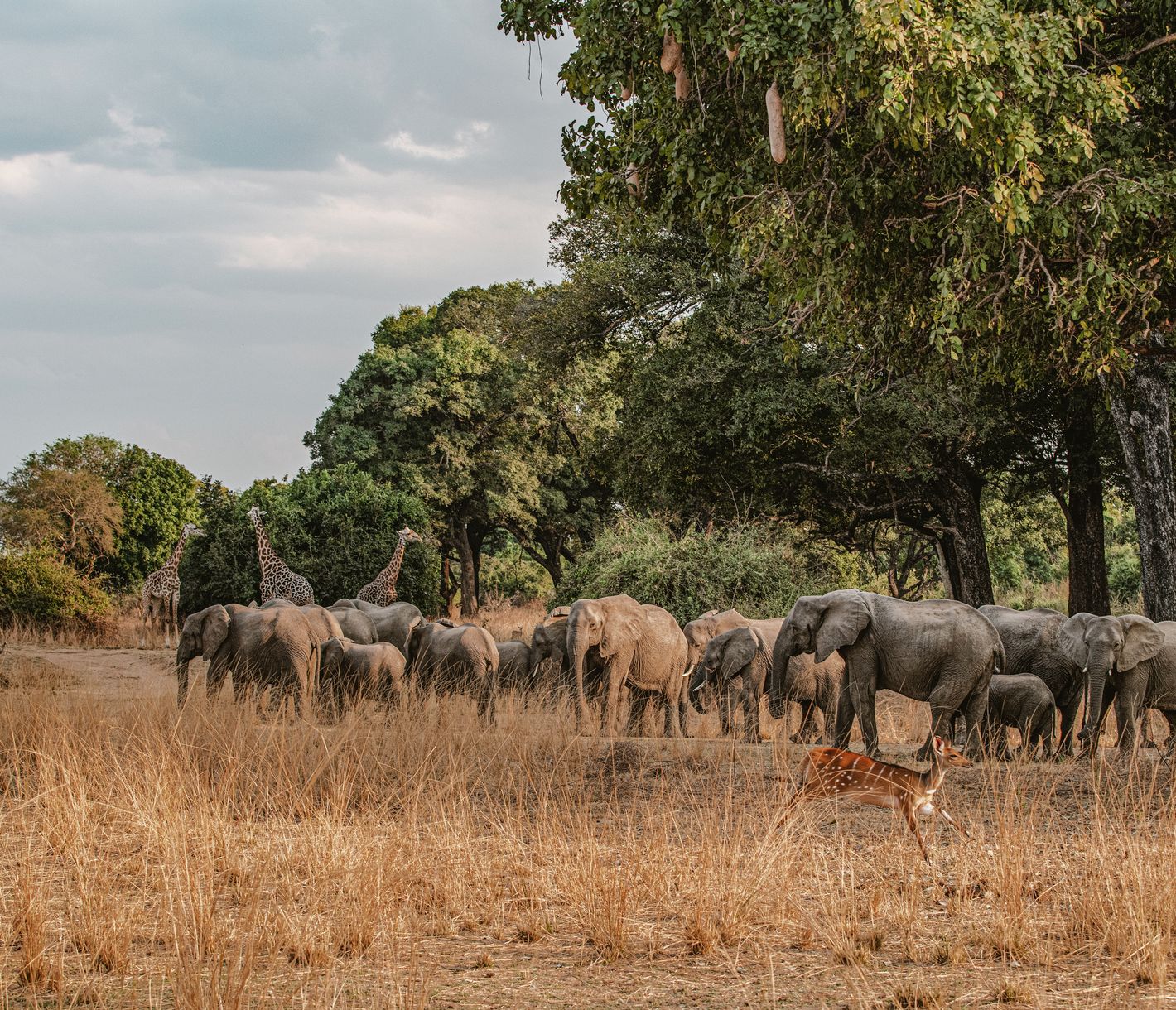 Elefanten und Giraffen unter Schatten spendendem «Wurstbaum» in Sambia