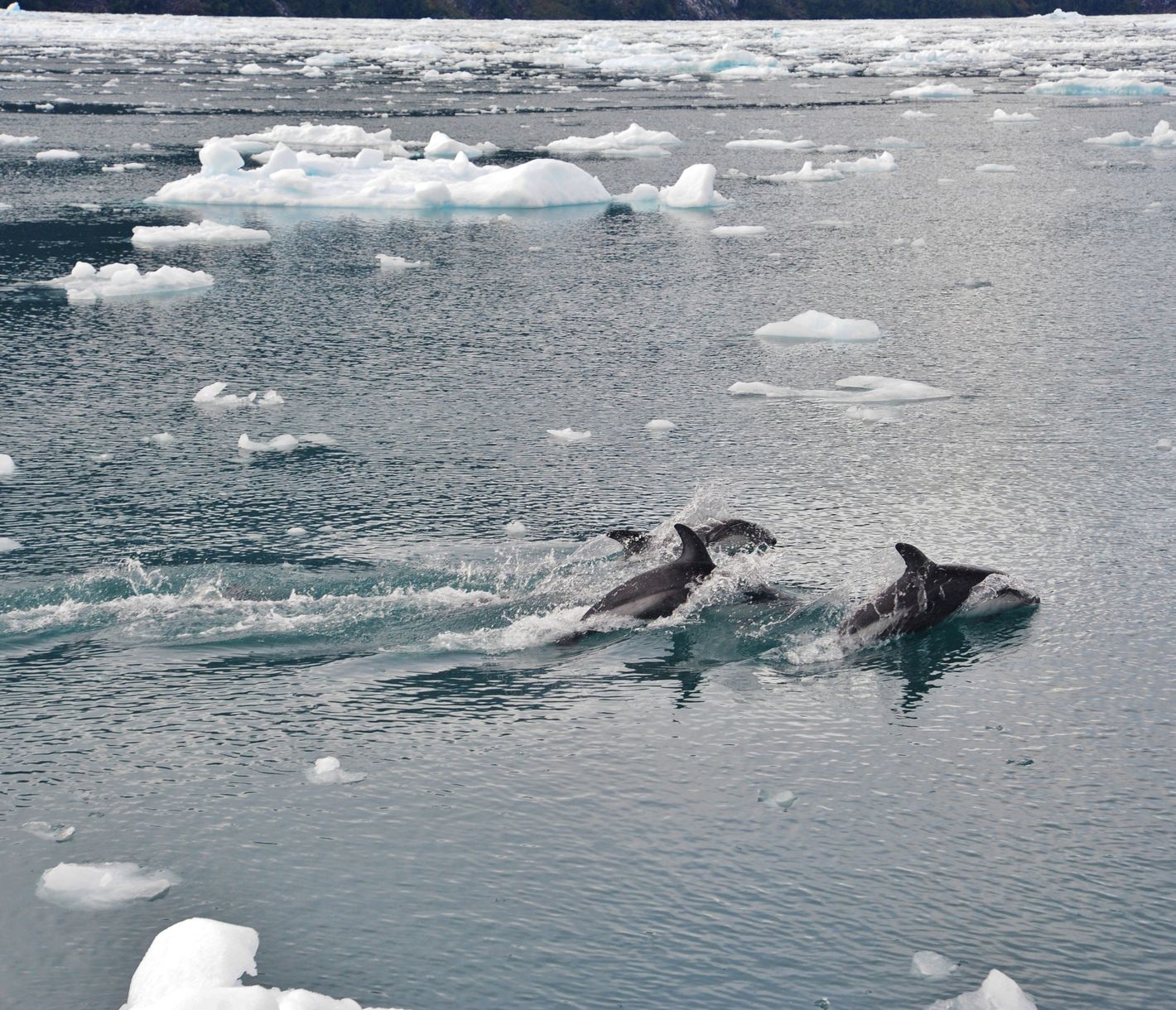 Auf der Kaweskar Route durch die südpatagonischen Fjorde, ist die Wahrscheinlichkeit, Delfinen zu begegenen, recht hoch!