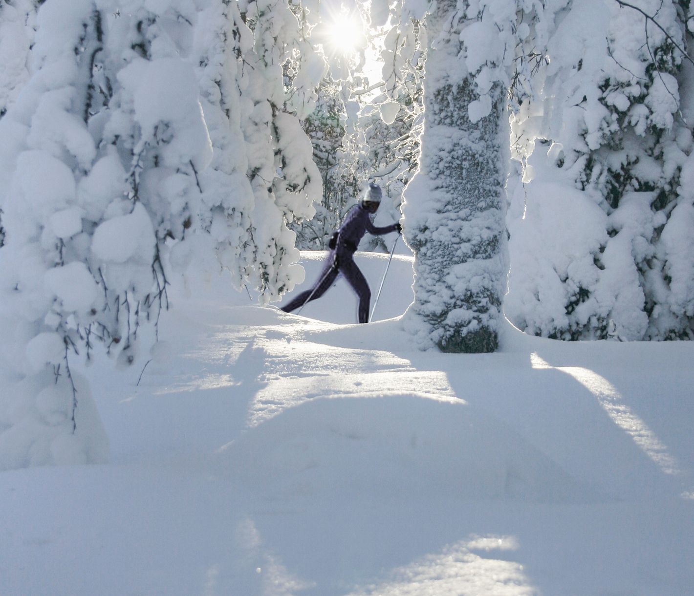 Sur les innombrables kilomètres de pistes de ski de fond à travers les forêts de Laponie