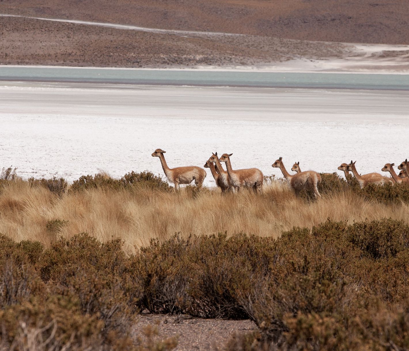 Vicuñas statt Schafe zählen