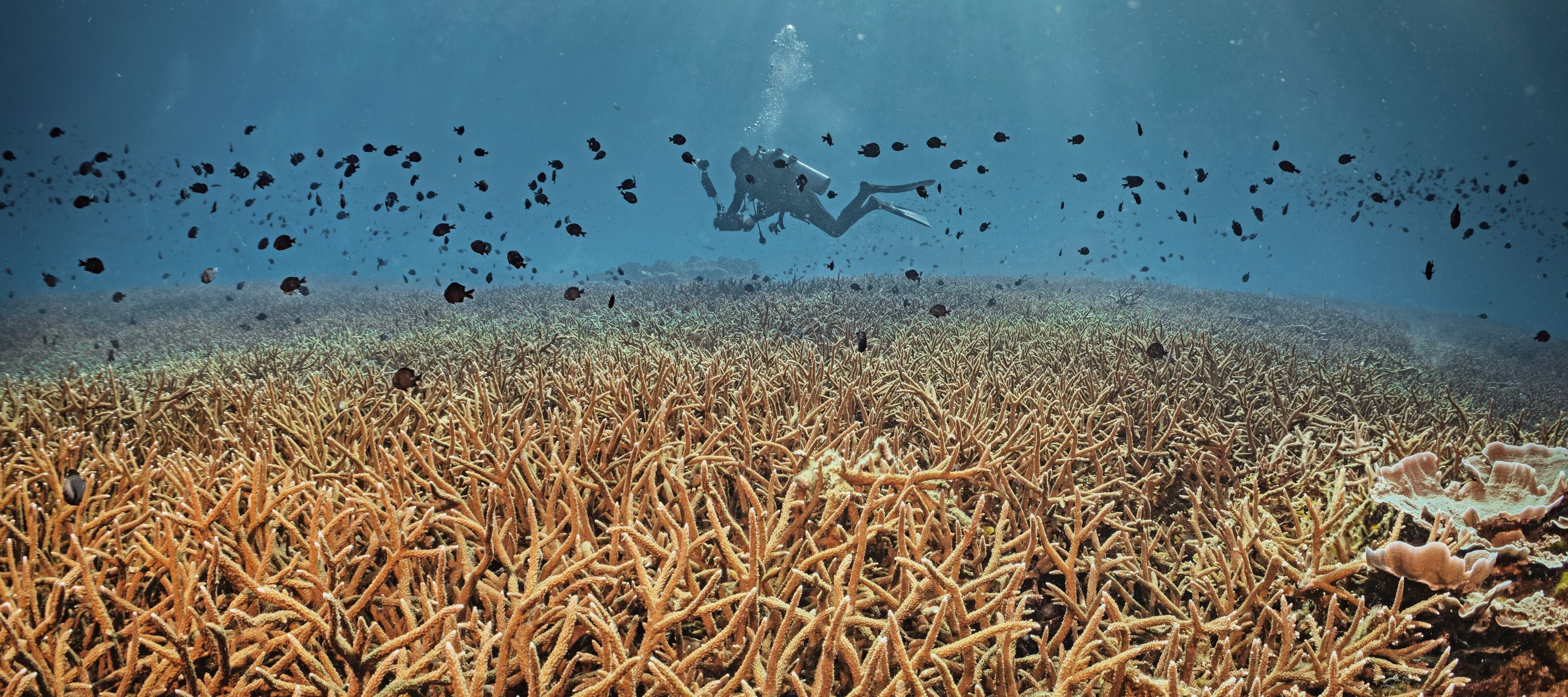 In eine faszinierende Welt eintauchen