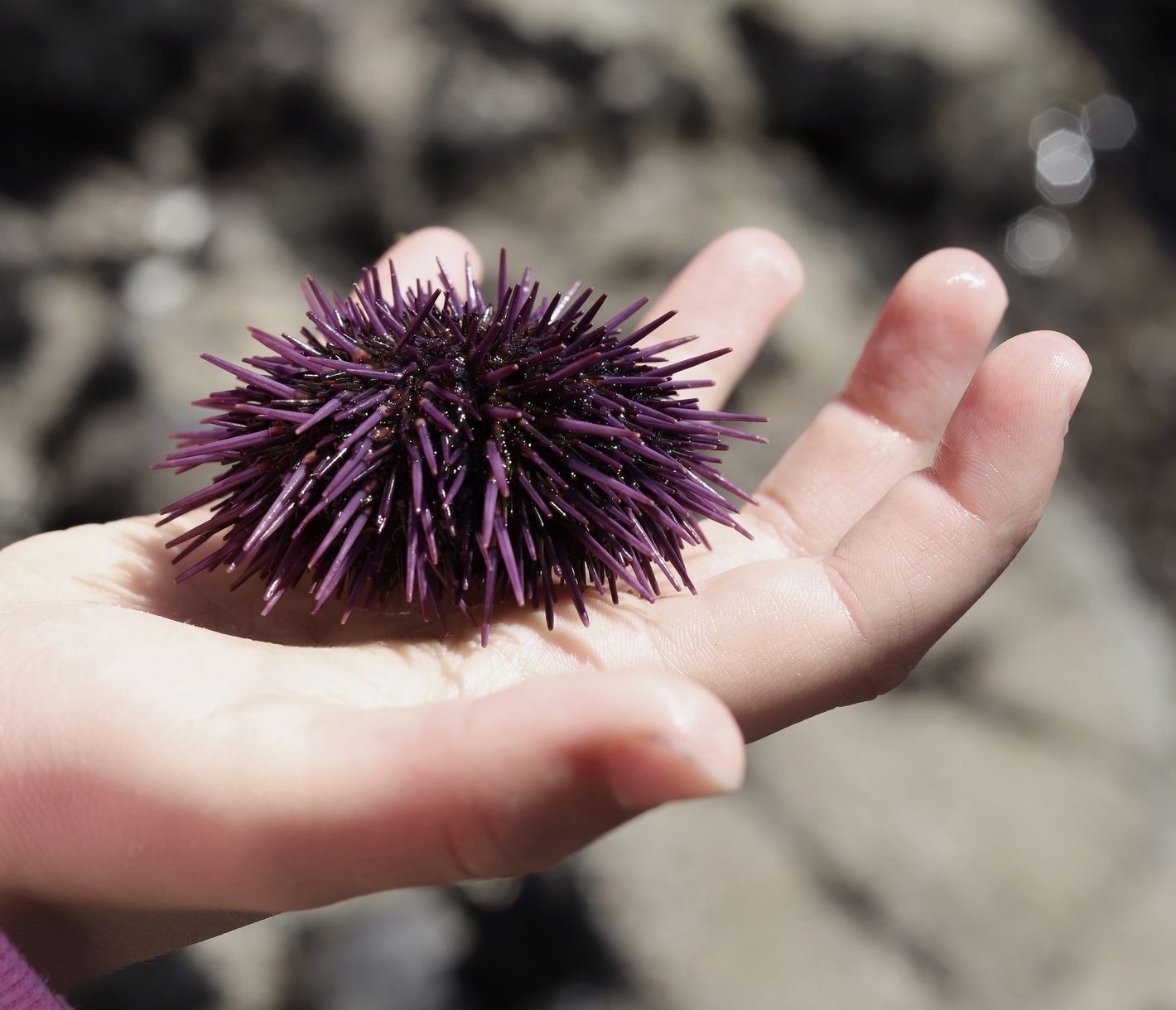 L’aquarium de Monterey Bay est un lieu d’émerveillement qui fait briller les yeux des enfants.