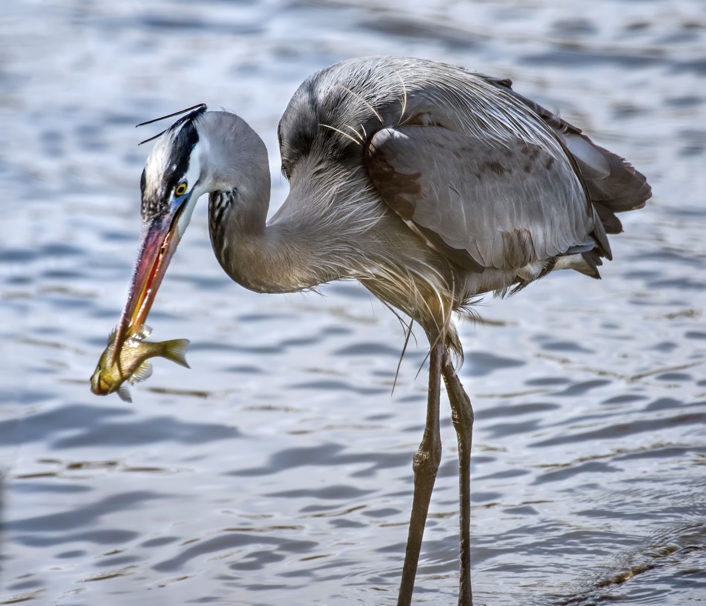 Blaureiher sichtet man oft in der Chesapeake Bay.
