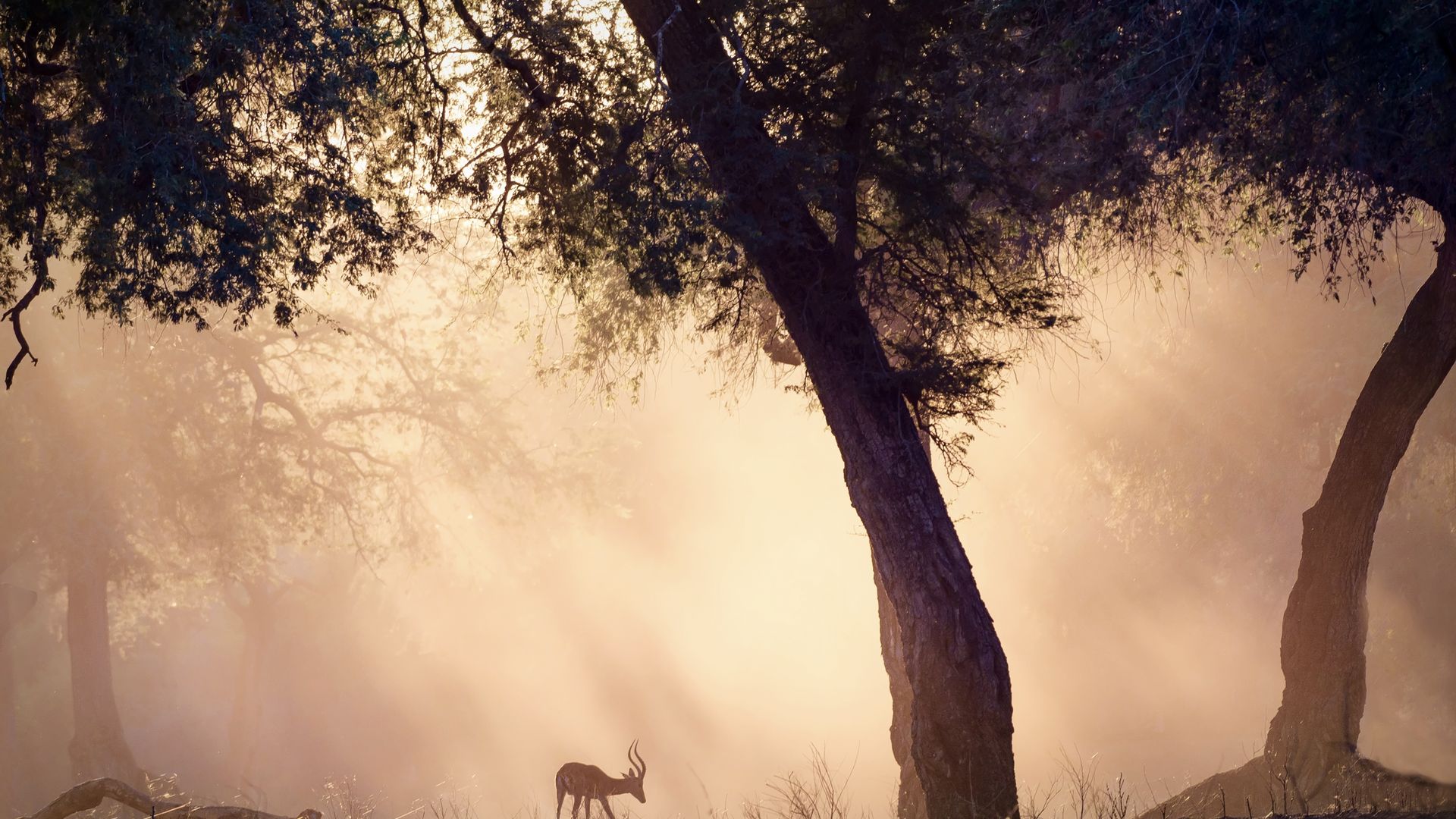 Impala in den ersten Sonnenstrahlen des Tages beim Fressen