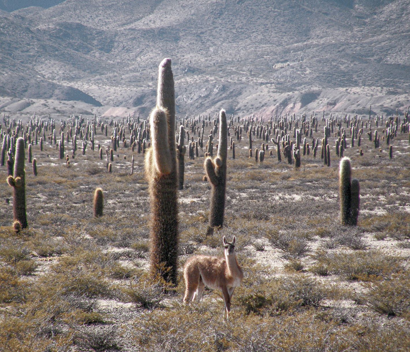 Los Cardones, l’une des plus belles pistes du nord-ouest !