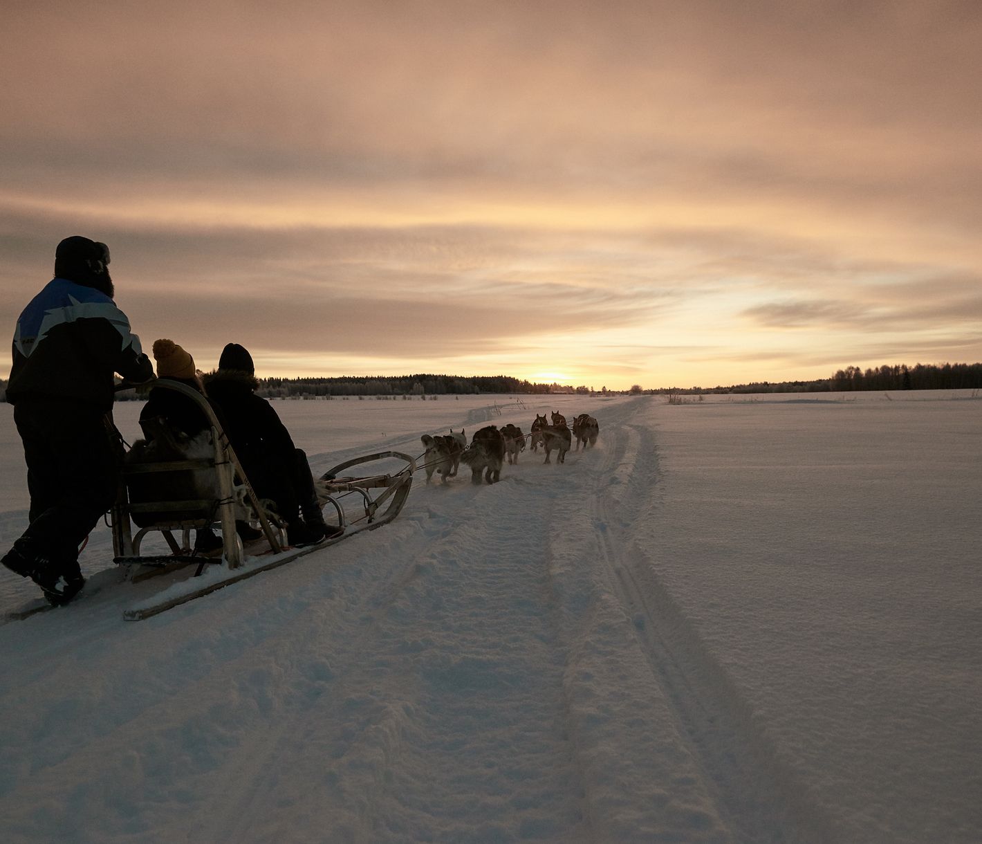 Das Leben eines Husky-Mushers erlernen