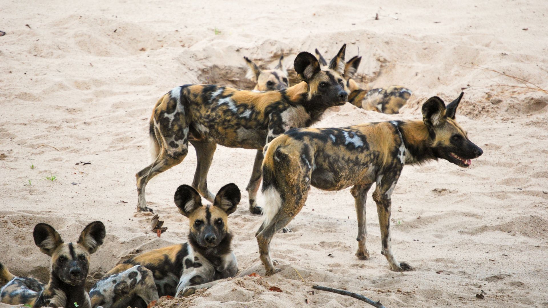 Ein Pack Wildhunde vor ihrem Bau