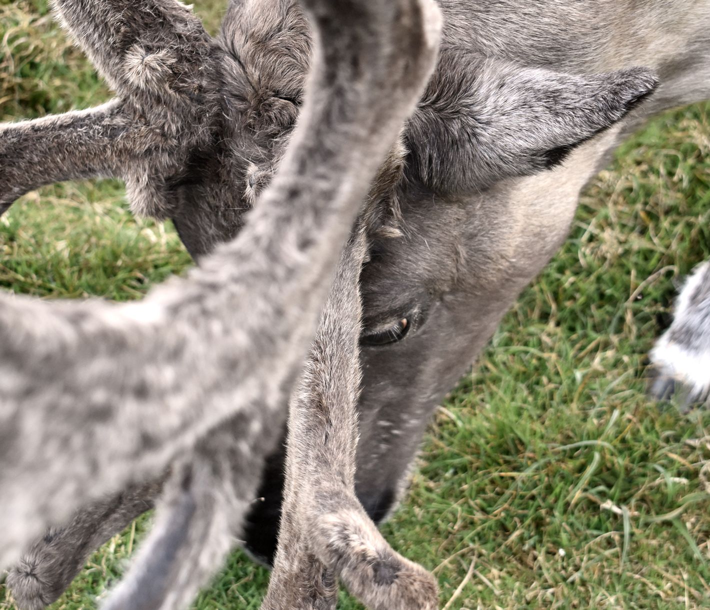 Wussten Sie, dass es in Schottland Rentiere gibt?