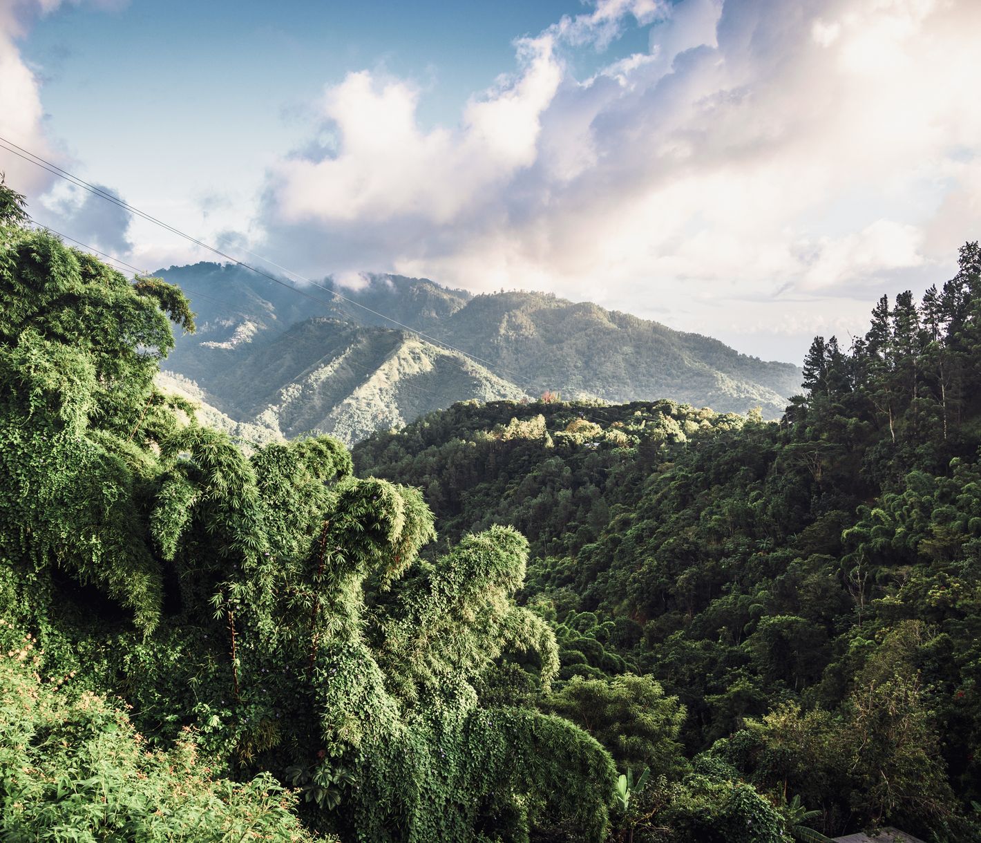 Cockpit Country ist der letzte verbliebene Teil «echter Wildnis» Jamaikas!