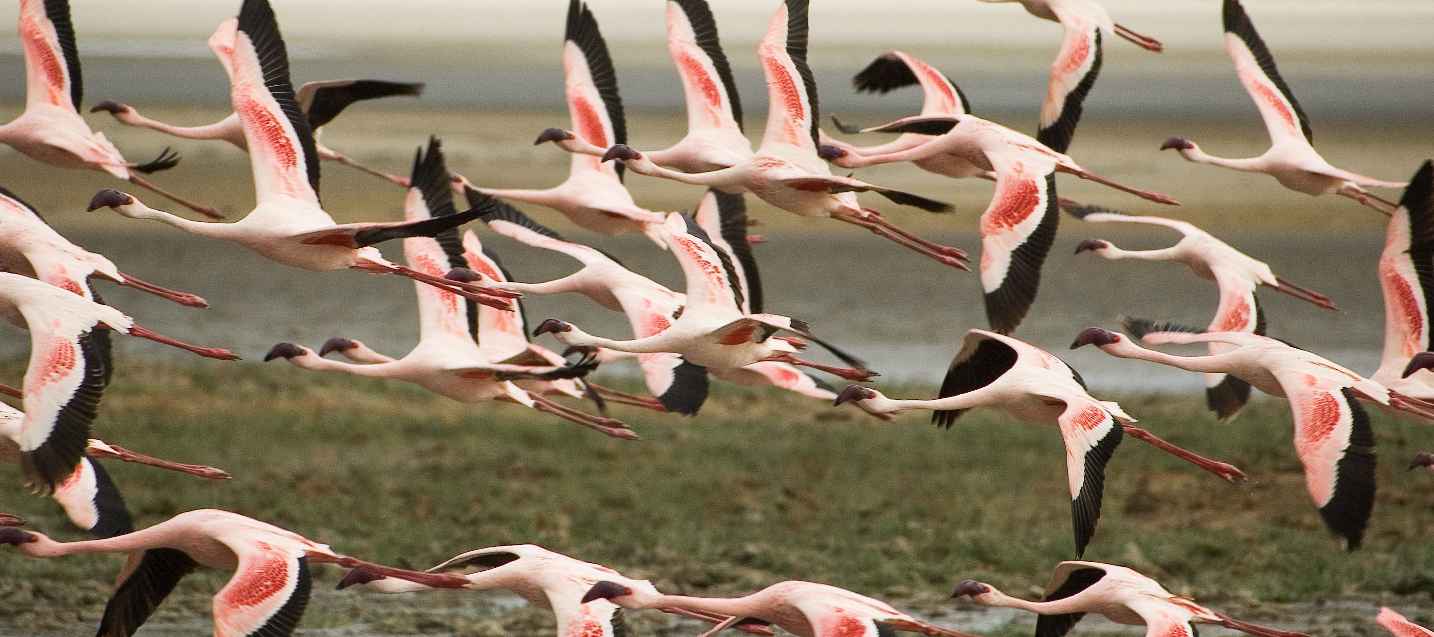 Bienvenue dans l'un des plus beaux lieux de safari d'Afrique de l'Est !