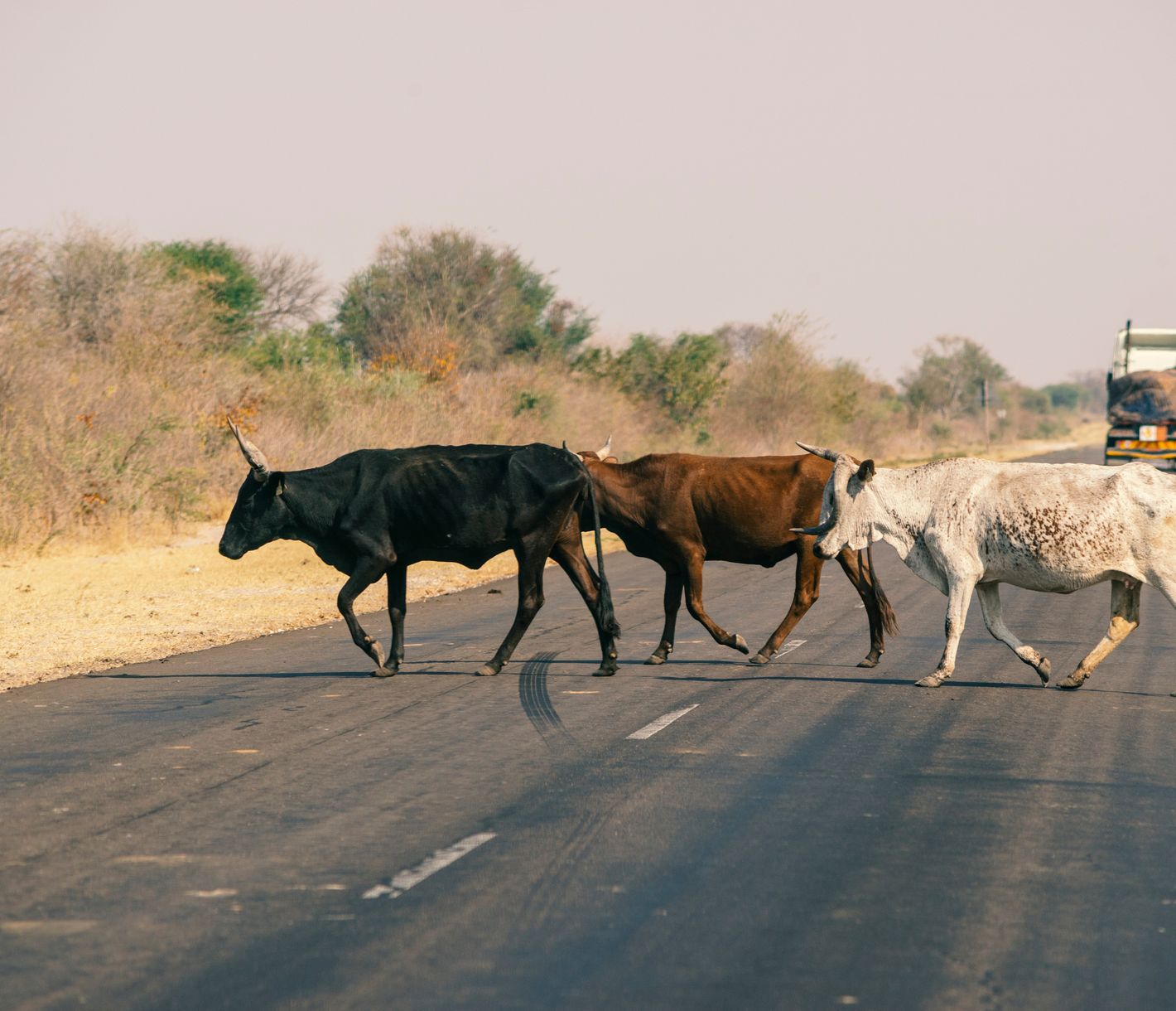 Dorfkühe überqueren die Autobahn im Sambesi-Streifen