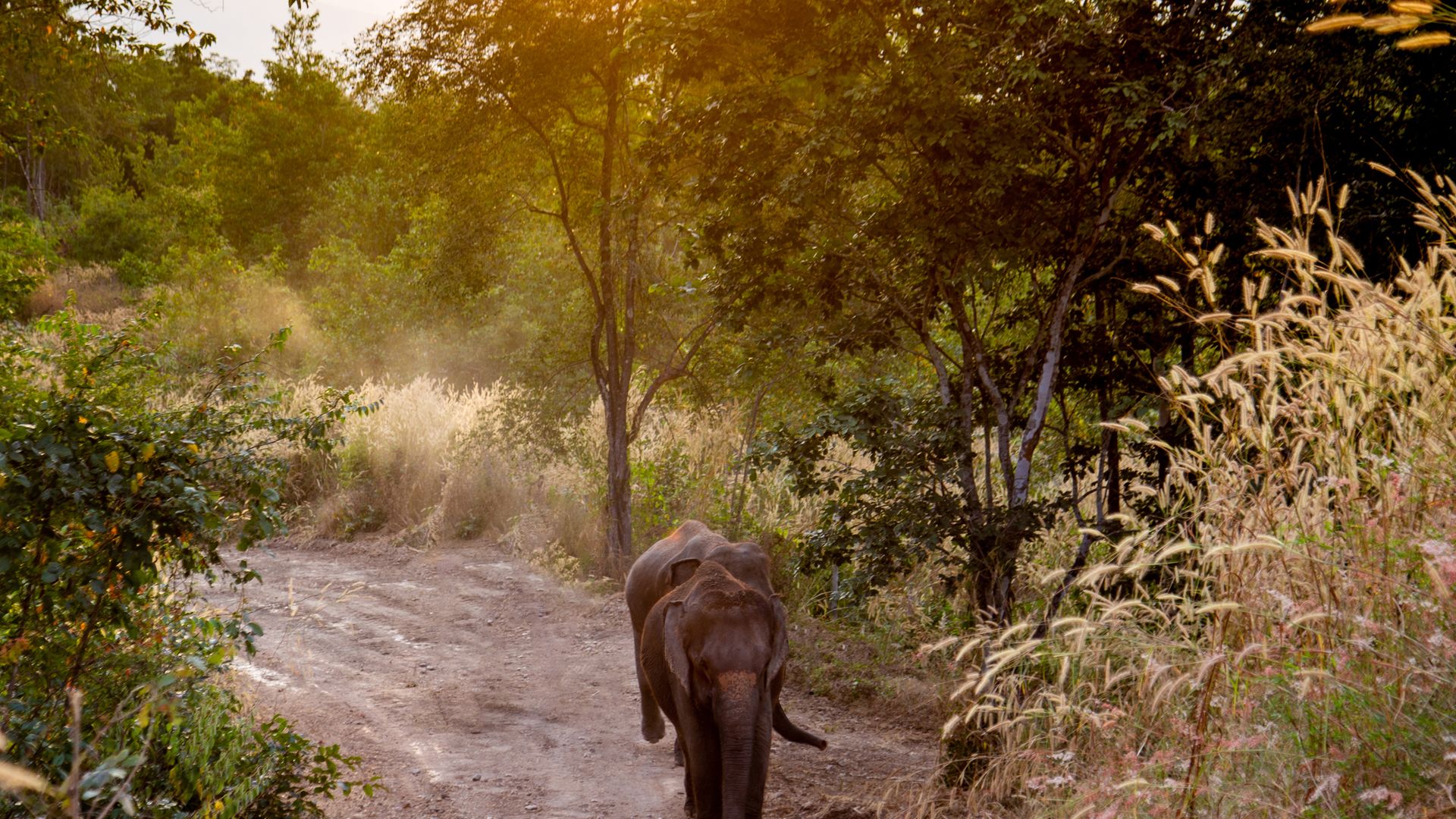 Die Elefanten auf Wanderschaft durch das Bush Camp
